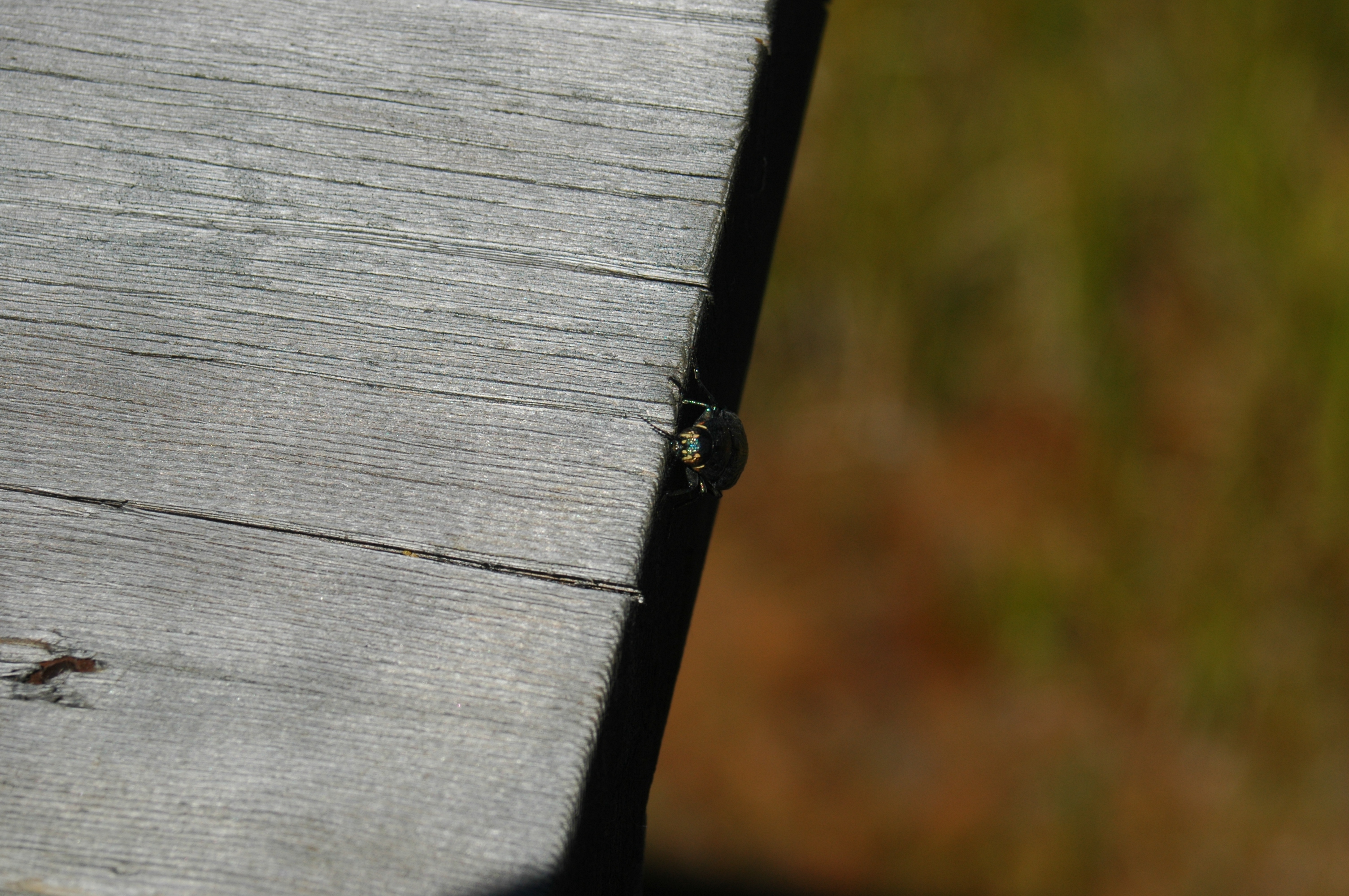 photos/wildlife/Invertebrate_Species/Canada/Canada 2007 390.jpg